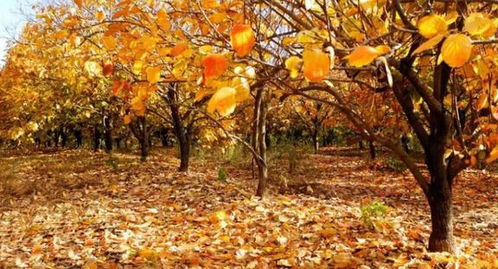 相思树冬天落叶之谜