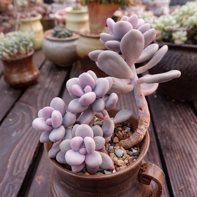 多肉桃蛋养成秘籍：新手如何培育老桩？