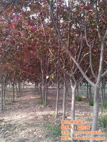 海棠树， 美得让人心动