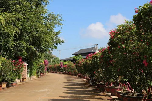 城市花木，各有各的特色