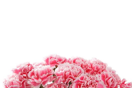 花草的选择和搭配