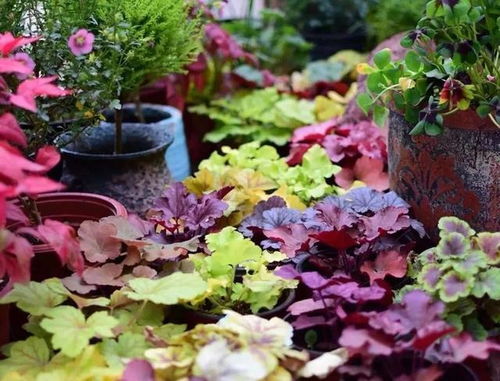 冷知识：火焰南天竹，天然的“温度计”