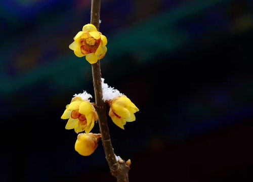 腊梅：冬日里的璀璨明珠