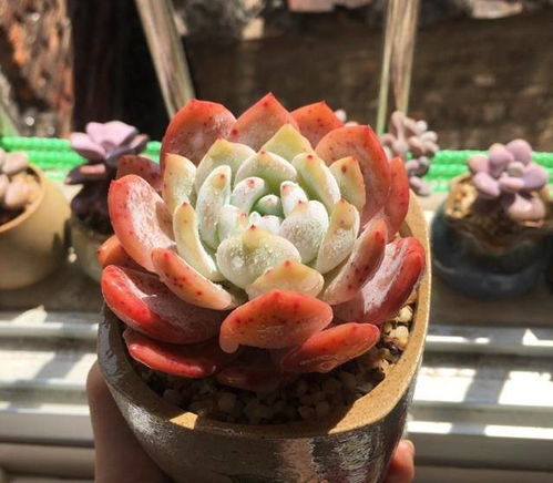 “如何给多肉植物适量补水？”