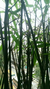 竹子发黄的原因探究