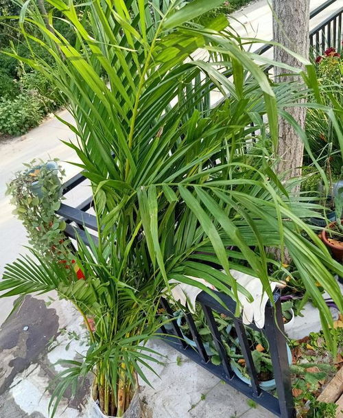 浇水：水是生命之源