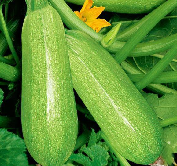 西葫芦与瓠子：它们之间的区别是什么？