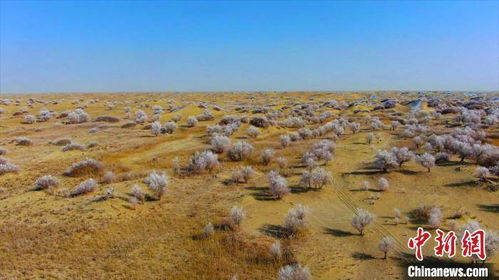 为塔克拉玛干沙漠系上“绿围脖”