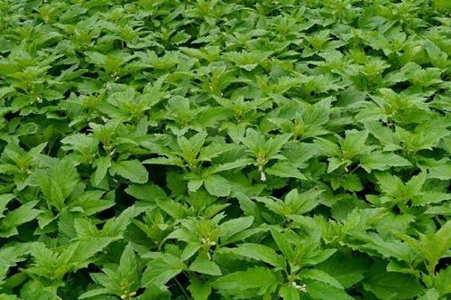 田旋花棉田苗后除草剂种类大盘点