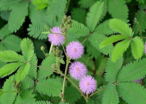 律草， 大自然的宝藏