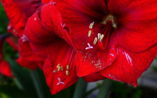 红花植物，品种图鉴