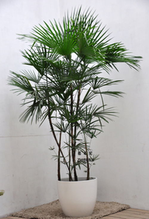 植物吸收甲醛，其机理究竟是什么