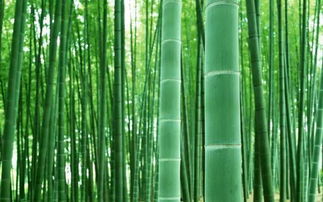 竹子种类繁多，这份竹子种类大全能告诉你有多少种