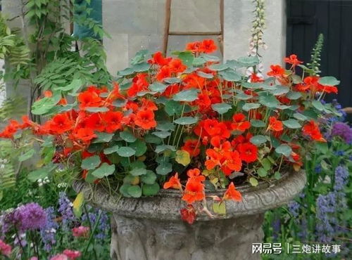 家庭花园里的美丽与美味