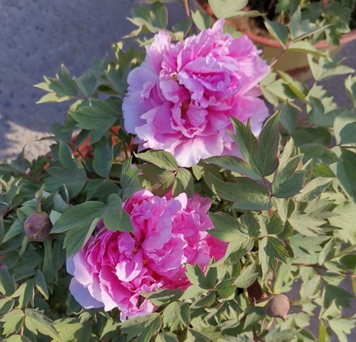 牡丹花冬季养护，需注意防寒保暖