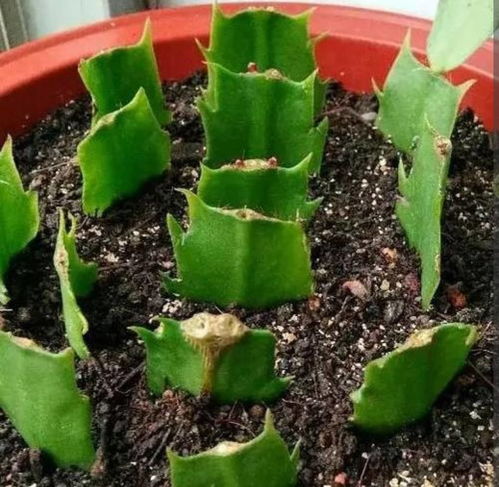 玉树在什么季节扦插成活率最高？哪种方法适合玉树的扦插繁殖
