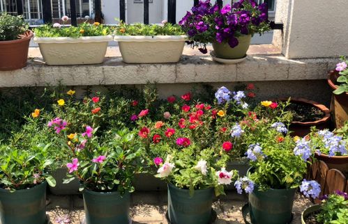 夏天种花，选对花种不怕晒