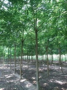 国槐树苗，多种规格任你挑