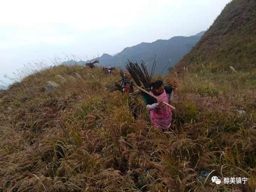 甘肃荒山的草种选择