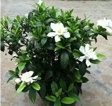 栀子花开的季节怎么养？新手也能养出满盆花