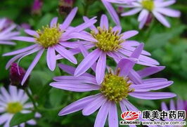 紫菀——误认成野菊花的紫色小精灵