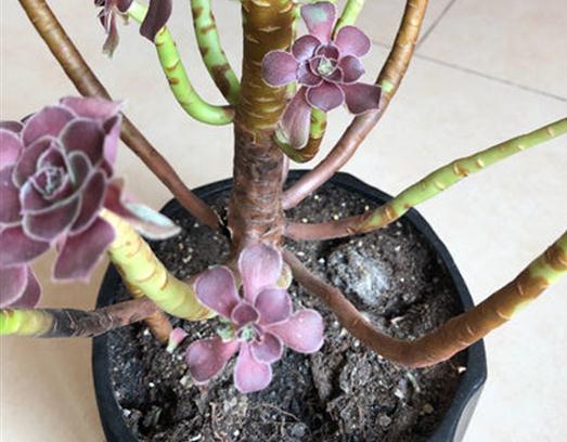 夏天黑法师砍头怎么养？如何让它快速生根发芽