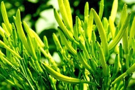 忘忧草≠黄花菜？揭秘两者区别
