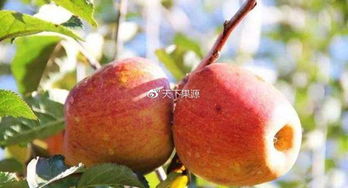 苹果树缺铁黄叶：高效补救策略，提升畜牧健康与产量