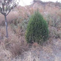 北京及周边， 苗木资源丰富，产业繁荣