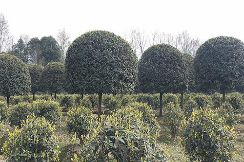 浇水要讲究， 别太多别太少