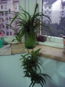 水培植物种植方法中，我的休闲时光水生植物如何进行科学养护？