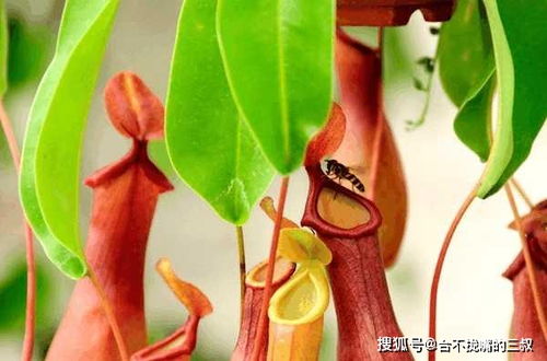 请问自然界中哪些植物以吃虫子为食