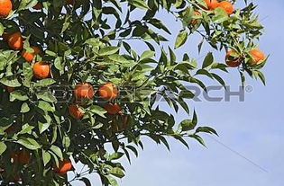 桔子树种子如何种植才能保证发芽率和成活率