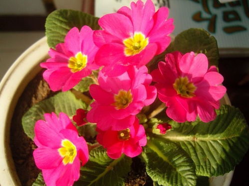 在郑州某屋顶花园，矮生翠菊+香雪球+六倍利的组合创造出持续170天的花海效果。