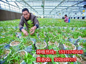 铁皮石斛种植基地哪家强？推荐几个靠谱的基地