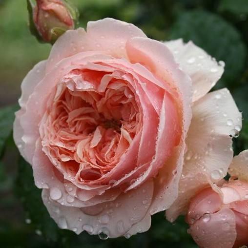 月季花的多样世界