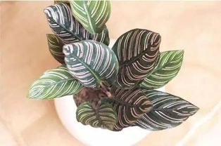 植物选择与个人喜好