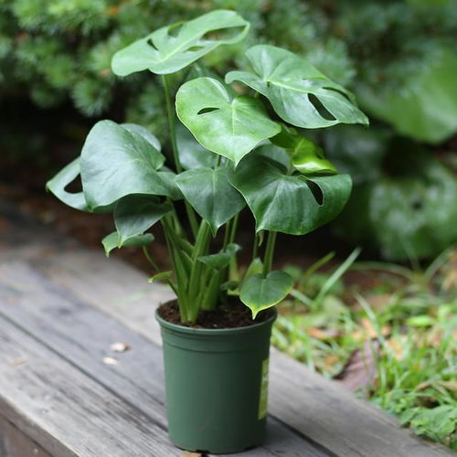 环境与品种要匹配