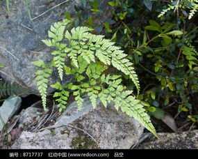 中药材树木图片及名称大全， 教你如何准确辨别药材树