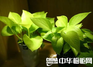 植物最不喜欢强光直射，绿色光对它有害吗