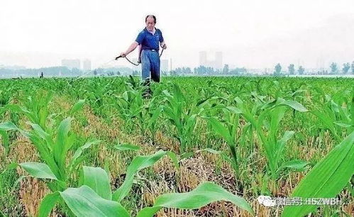 在喷施除草剂的3~5天之内，不要对苗木进行浇水，否则会影响除草剂的药效。