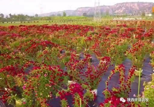 韩城月季文化产业发展大会盛大开幕， 花海盛宴共谋产业发展大计