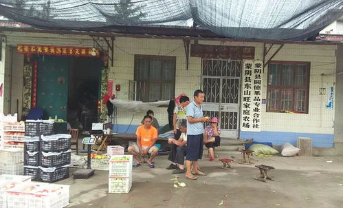 合作社：集体经营