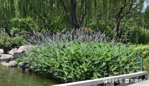 冬日庭院水景，如何让绿色常驻？