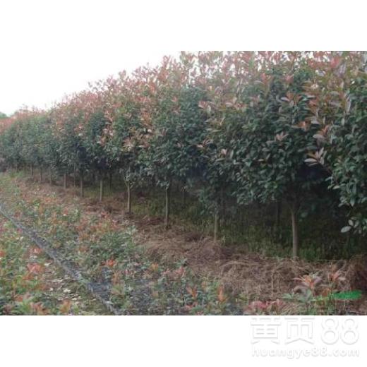 高杆红叶石楠嫩长到多高嗯？