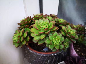 季节与时光的魔法：花苗栽种的蕞佳时机