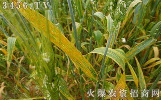 农业防治，第一条是品种选择