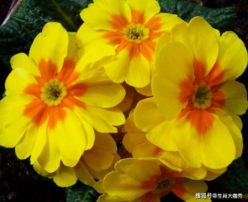 蓝色牵牛花，寓意着宁静、温柔与永恒的爱情