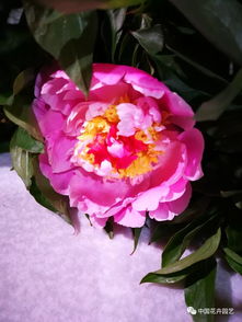 芍药香氛
