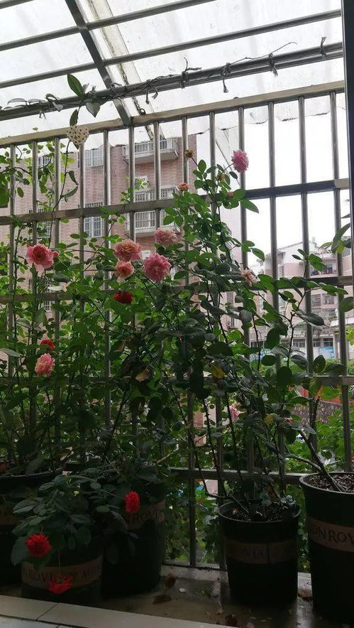 病虫害防治是关键